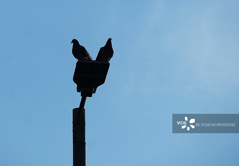 英国鸟类栖息在杆子上的低角度视图图片素材