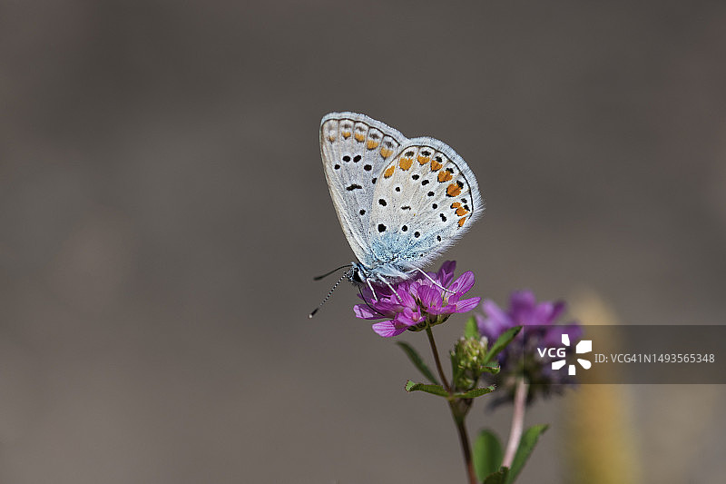 蝴蝶在紫色花朵上采蜜特写，土耳其图片素材