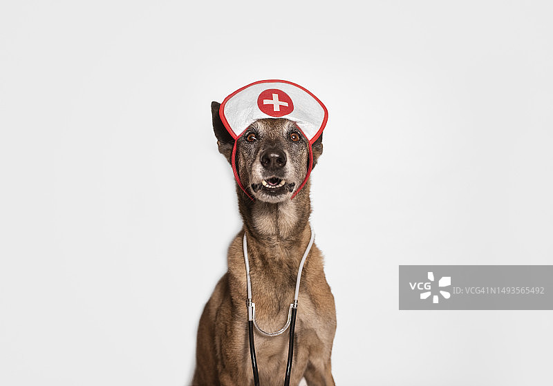 白色背景下的比利时马里努阿犬医生图片素材