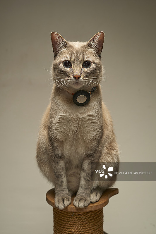 猫咪坐在椅子上的肖像，灰色背景图片素材