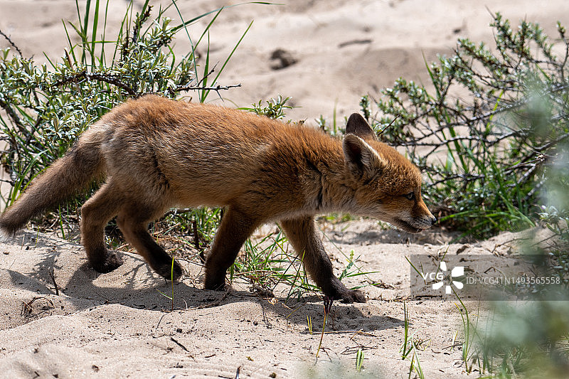 走在沙滩上的红狐的侧视图图片素材