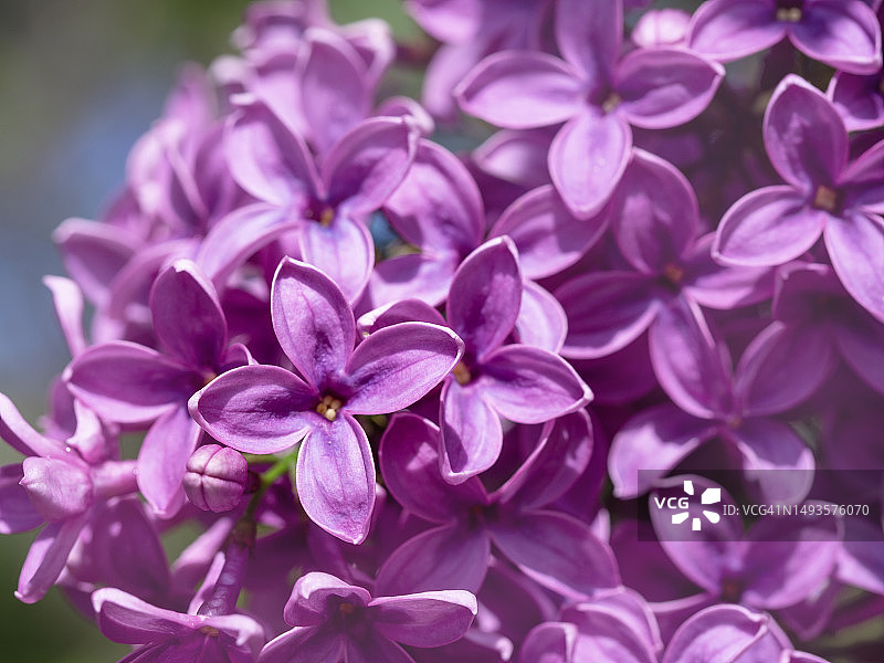 英国约克郡丁香树上的紫色花朵特写图片素材