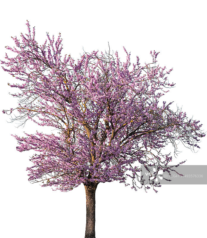 白色背景中树上的粉色花朵图片素材