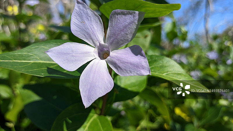 葡萄牙早春盛开的长春花图片素材