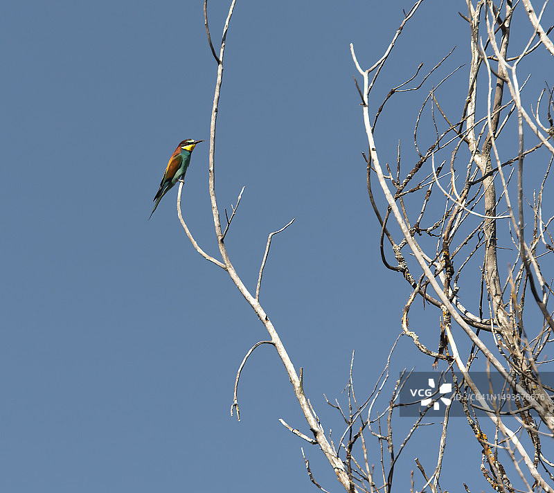 蜜蜂停留在树枝上的低角度视图，背景是晴朗的蓝天图片素材
