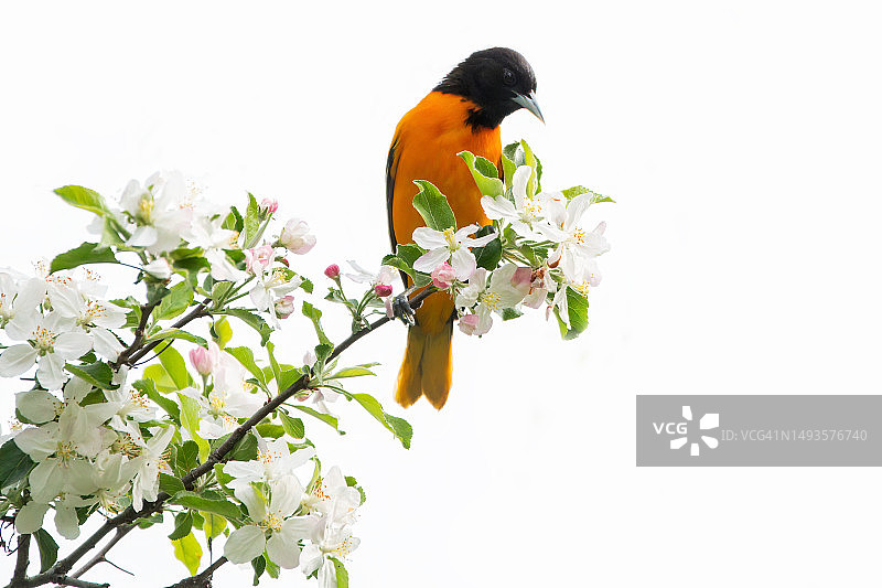 鸣禽黄鹂栖息在树枝上的特写，白色背景图片素材