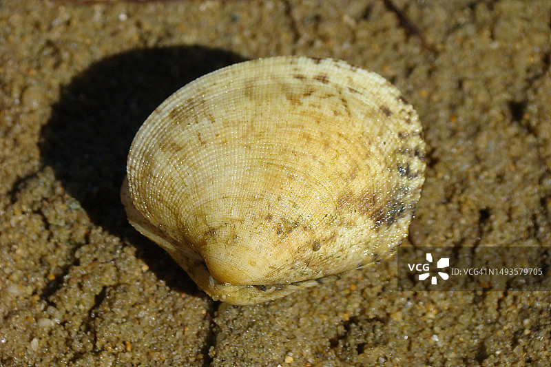 纵肋织纹鸟蛤图片素材