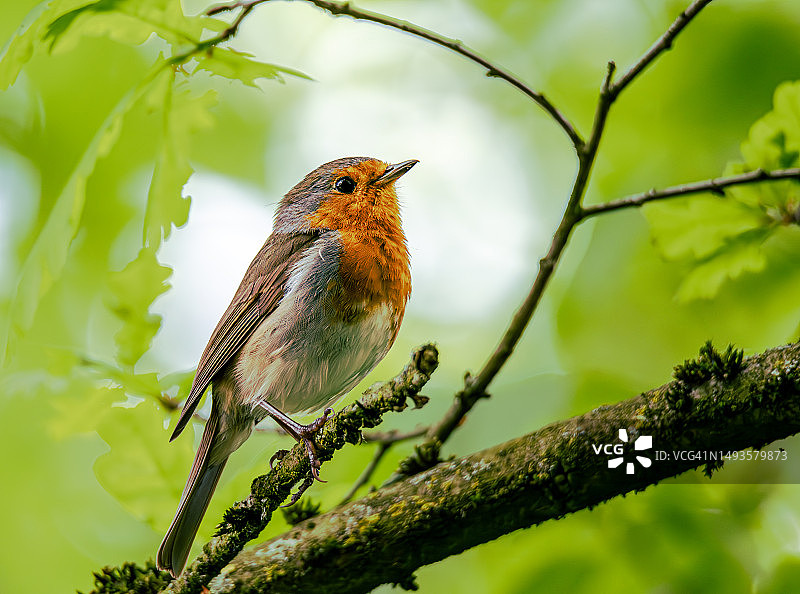 知更鸟栖息在树枝上特写，荷兰林堡克尔克拉德图片素材