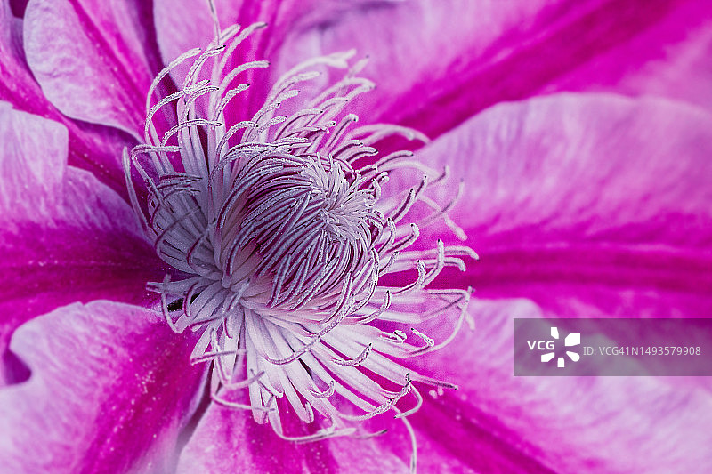粉色玫瑰花特写，法国马恩河图片素材