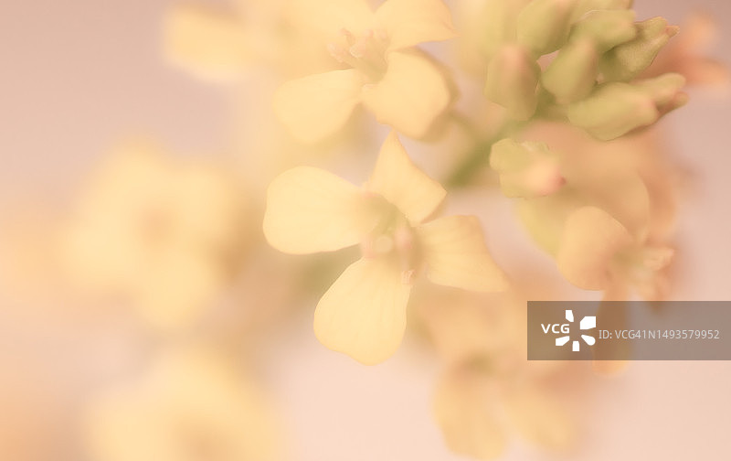 梦幻般的淡彩色小花图片素材