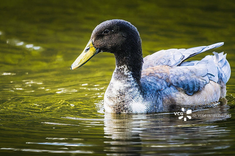 在湖中游泳的鸭子特写图片素材