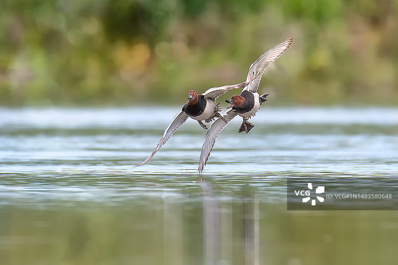 飞越湖面的鸟类特写图片素材
