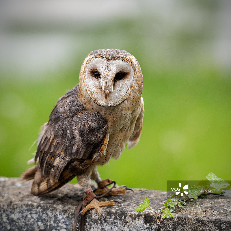 谷仓猫头鹰栖息在木头上，爱尔兰图片素材