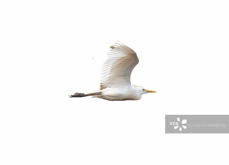 以色列海鸥在晴朗天空下飞翔的仰视角度图片素材