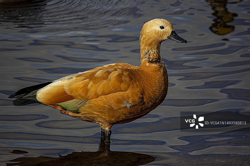 湖中白色天鹅特写，德国图片素材