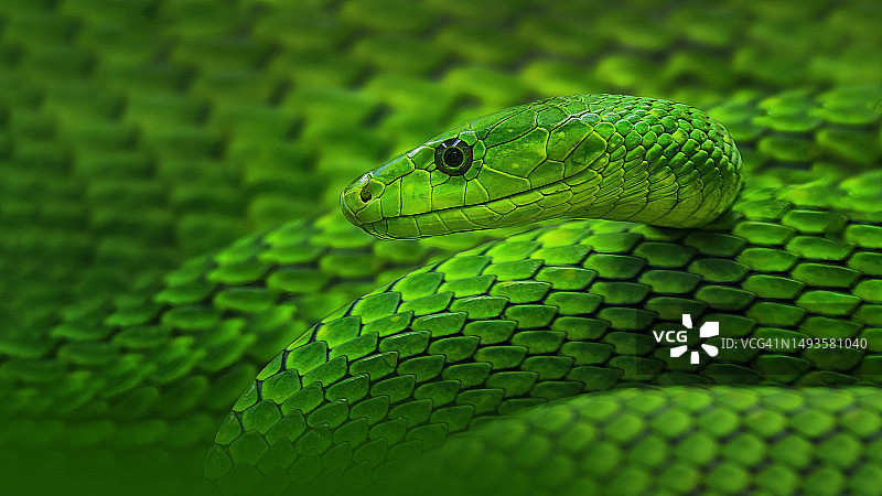东非绿曼巴蛇的绿色特写图片素材