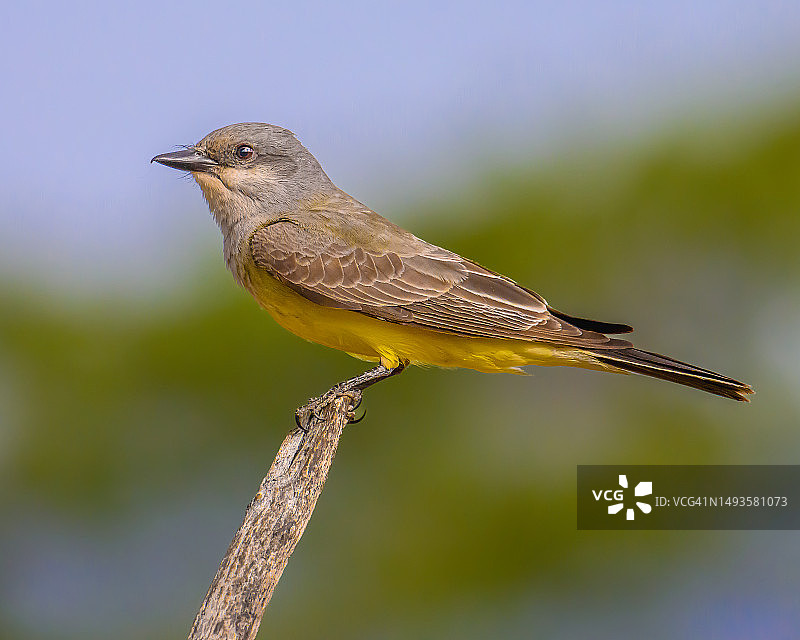 鹡鸰栖息在树枝上的特写图片素材