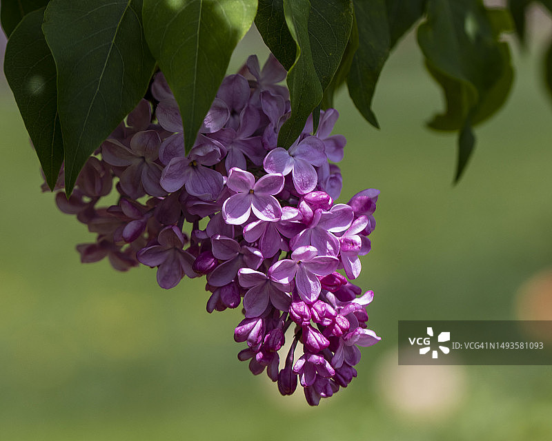 加拿大紫色植物特写图片素材
