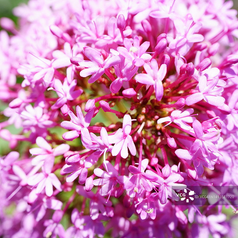 粉色植物花朵特写，意大利热那亚图片素材