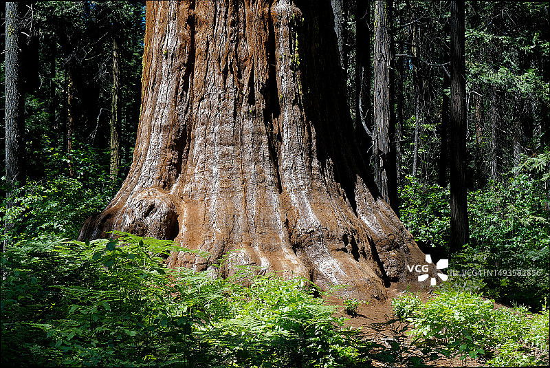 森林中的树木图片素材
