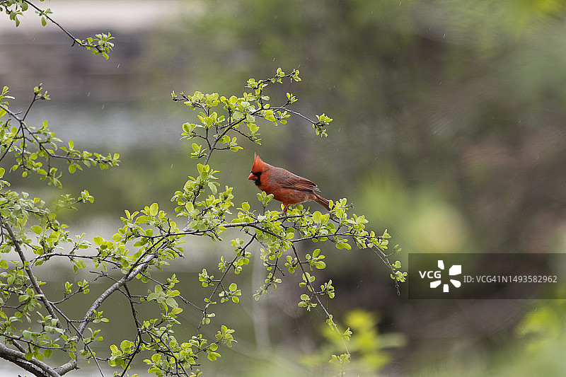北美红雀栖息在植物上的特写，美国图片素材