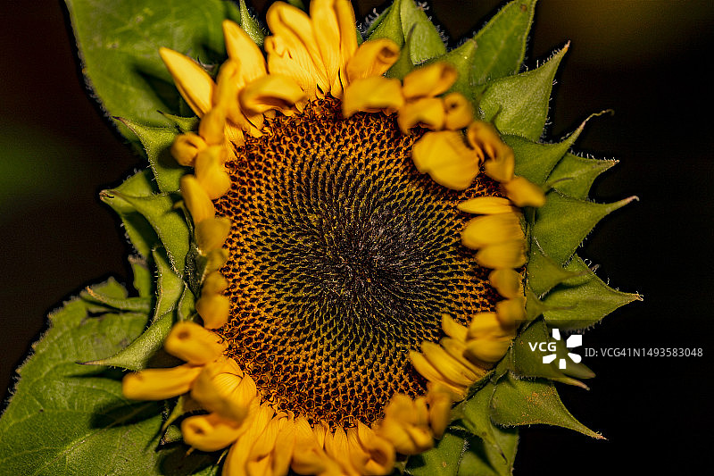 向日葵特写图片素材