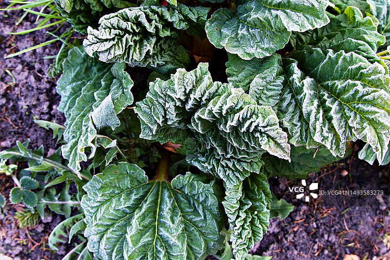 田野里生长的蔬菜（高角度拍摄）图片素材