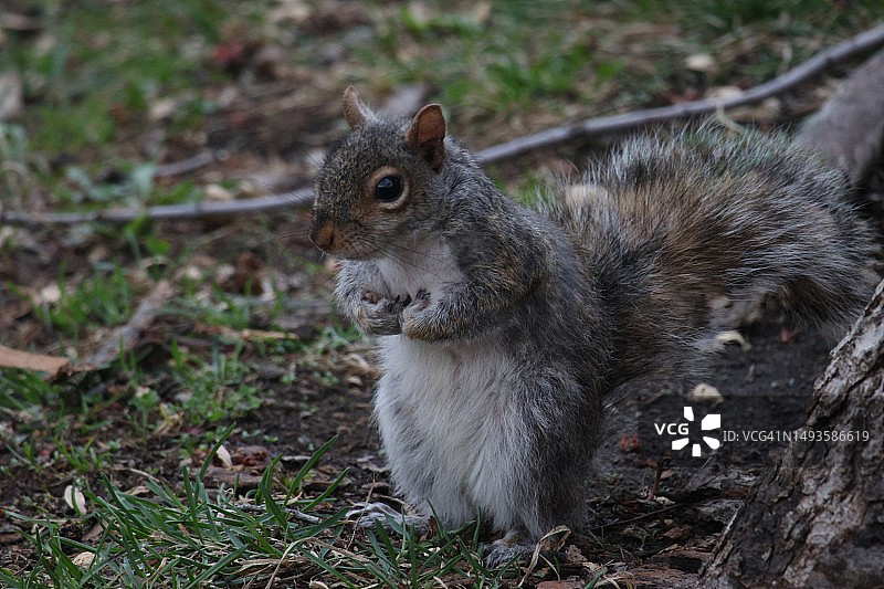加拿大魁北克蒙特利尔，灰色美洲红松鼠在田野上的特写图片素材