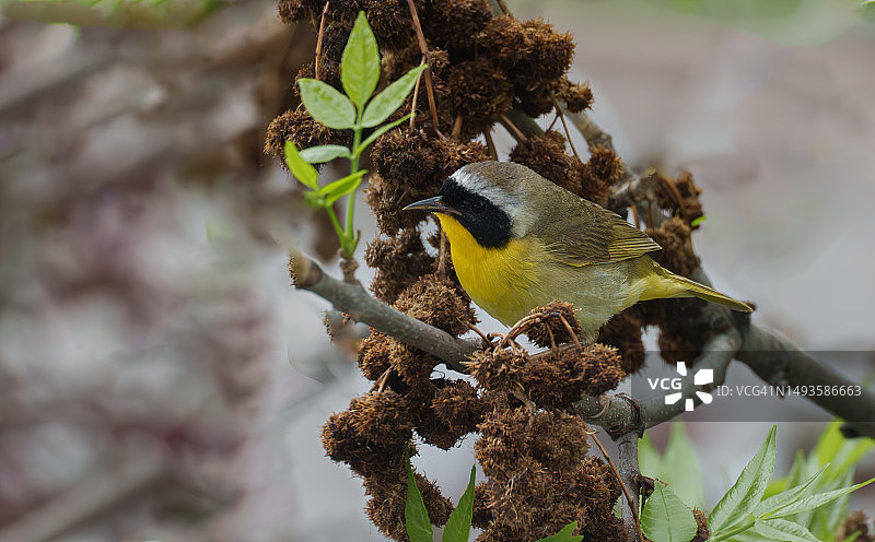 栖息在树上的鸟儿特写，美国明尼苏达州图片素材