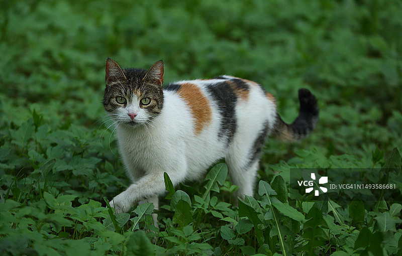 站立在草地上的猫咪肖像，俄罗斯图片素材