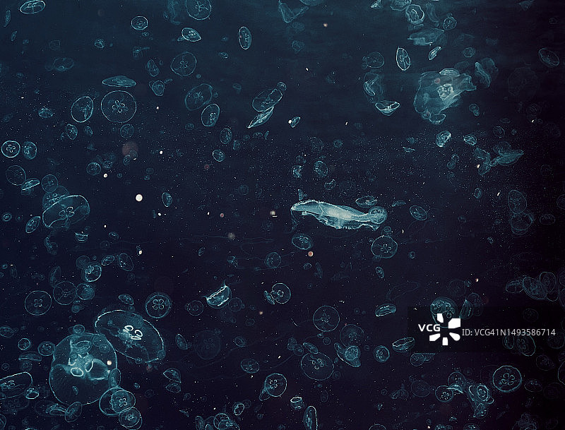 保加利亚瓦尔纳海域水母全画幅镜头图片素材