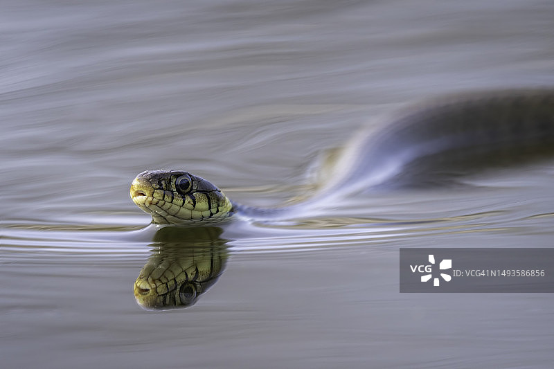 湖中游泳的乌龟特写图片素材