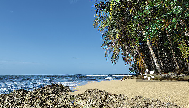 哥斯达黎加曼萨尼约棕榈树海滨图片素材