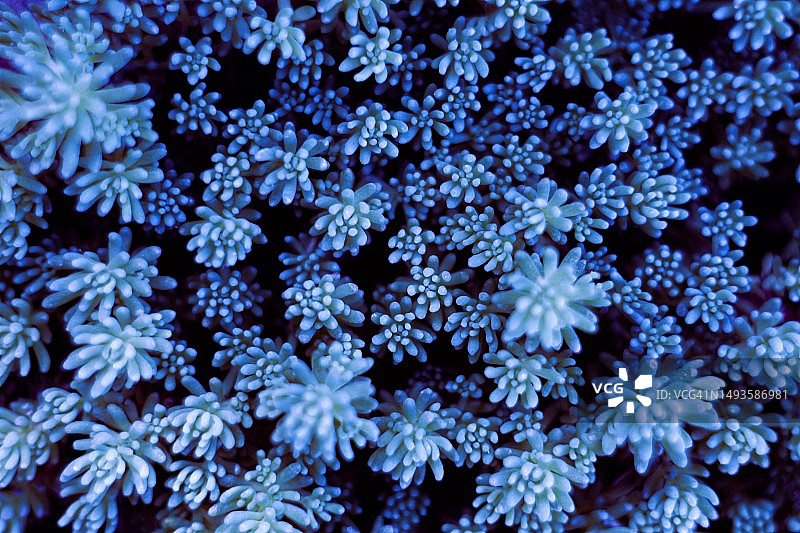 亚美尼亚阿拉拉特省雪花全画幅照片图片素材
