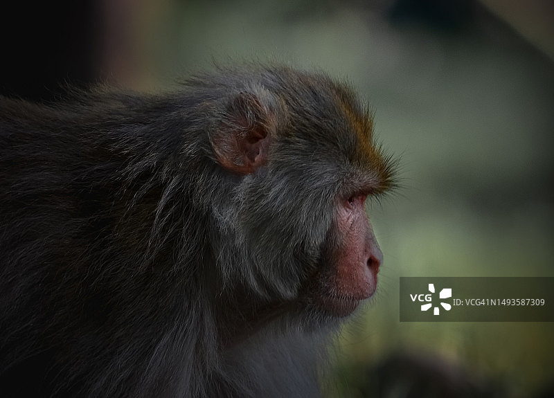 日本猕猴特写，伊斯兰堡，伊斯兰堡首都区，巴基斯坦图片素材