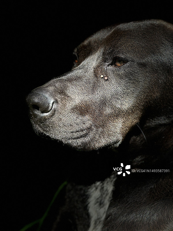 黑色背景下的拉布拉多寻回犬特写，土耳其图片素材