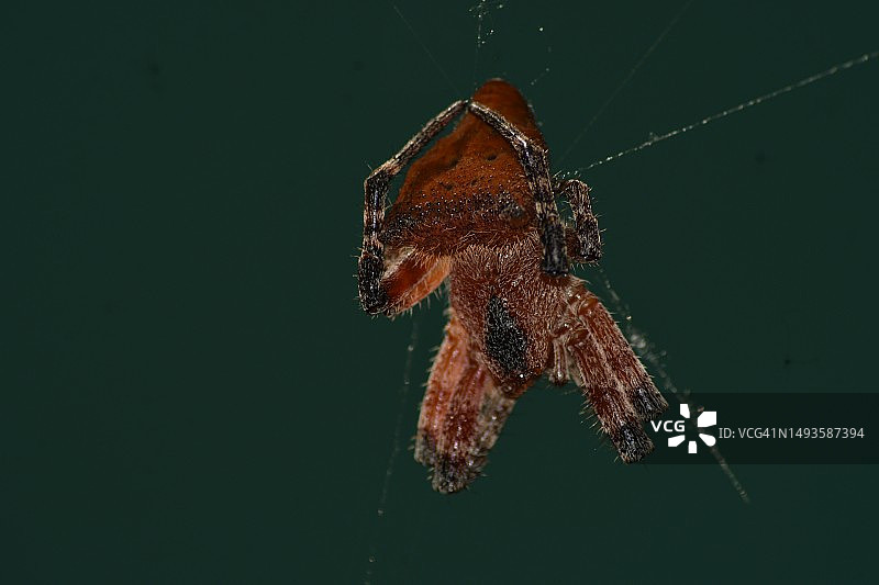 菲律宾：蜘蛛在网上特写图片素材