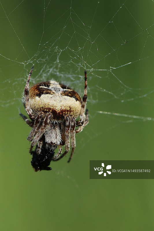 意大利拉齐奥蛛网上的蜘蛛特写图片素材