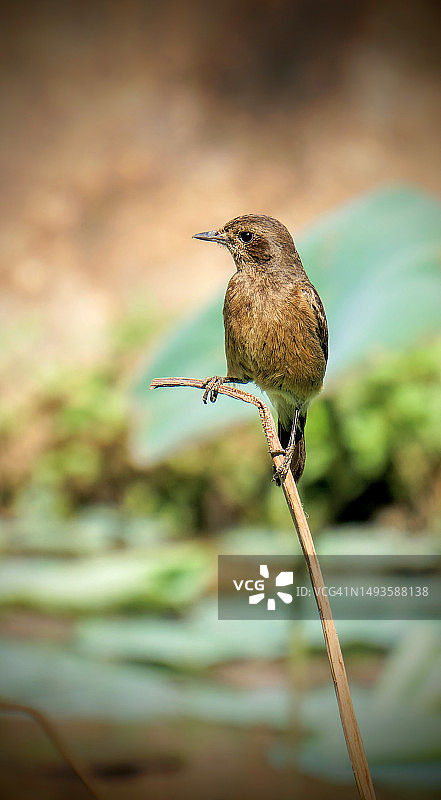 印度水边寻觅昆虫的鹊鸲图片素材