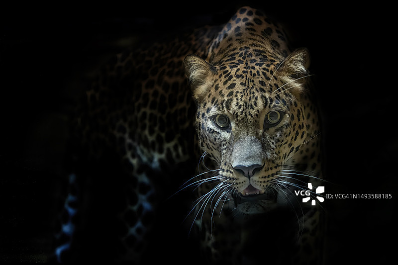 捷克共和国，黑背景下的豹子特写图片素材