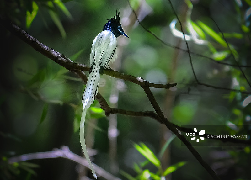 低角度鸟儿栖息枝头图片素材