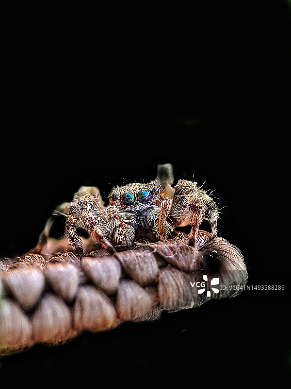 印度马哈拉施特拉邦纳西克专区绳子上蜘蛛特写图片素材