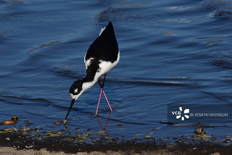 湖面上黑色鸟类栖息地高角度景观图片素材