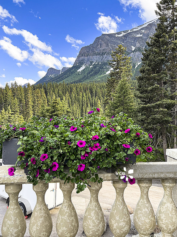 花园矮牵牛图片素材