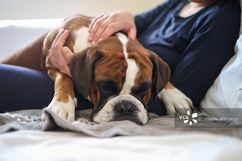 在信任的膝盖上休息和放松的可爱拳师犬幼犬图片素材