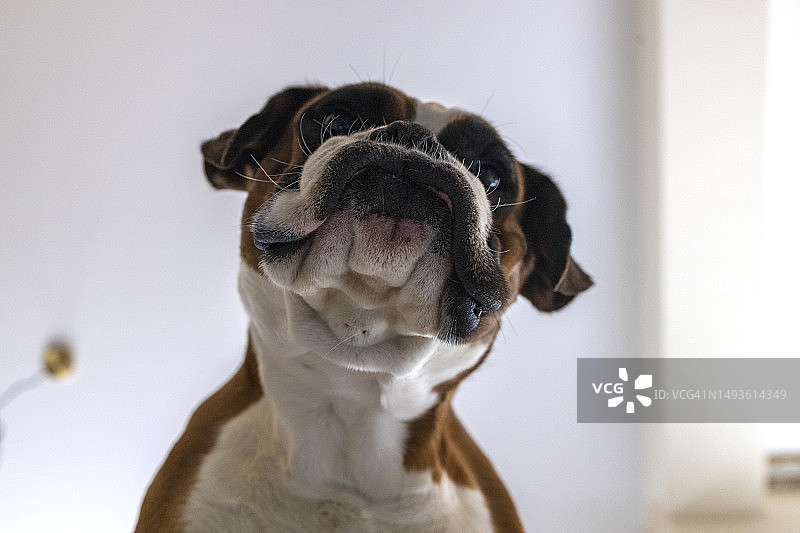 表情古怪的斗牛犬：滑稽的低角度拍摄，展现拳师犬的大笑脸图片素材