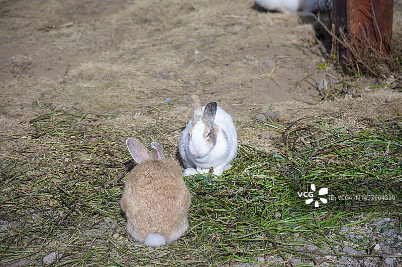 两只兔子在略带草地的地面上玩耍图片素材