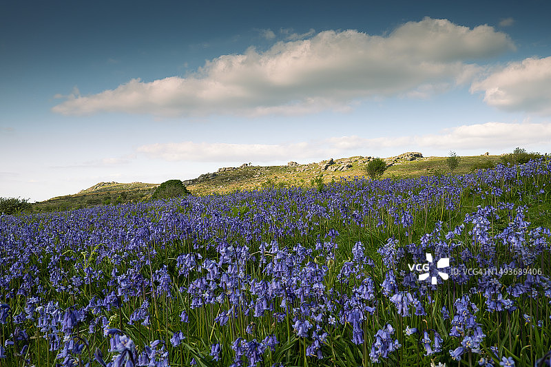 达特穆尔国家公园的风铃草图片素材
