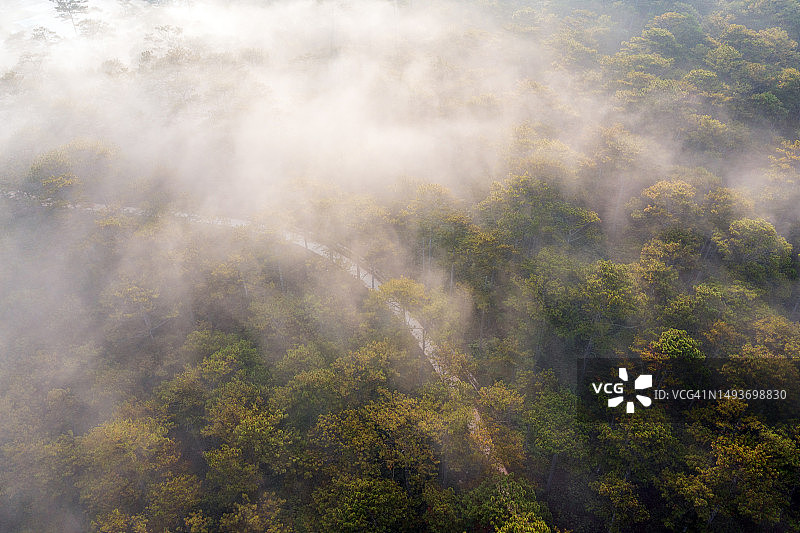 雾林中的小径图片素材