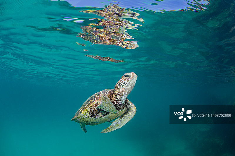 绿海龟在苍鹭岛巡游图片素材